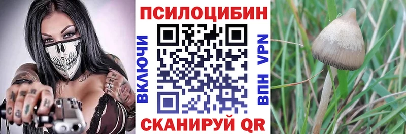 Галлюциногенные грибы Psilocybine cubensis Глазов